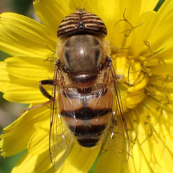 Eristalinus taeniops